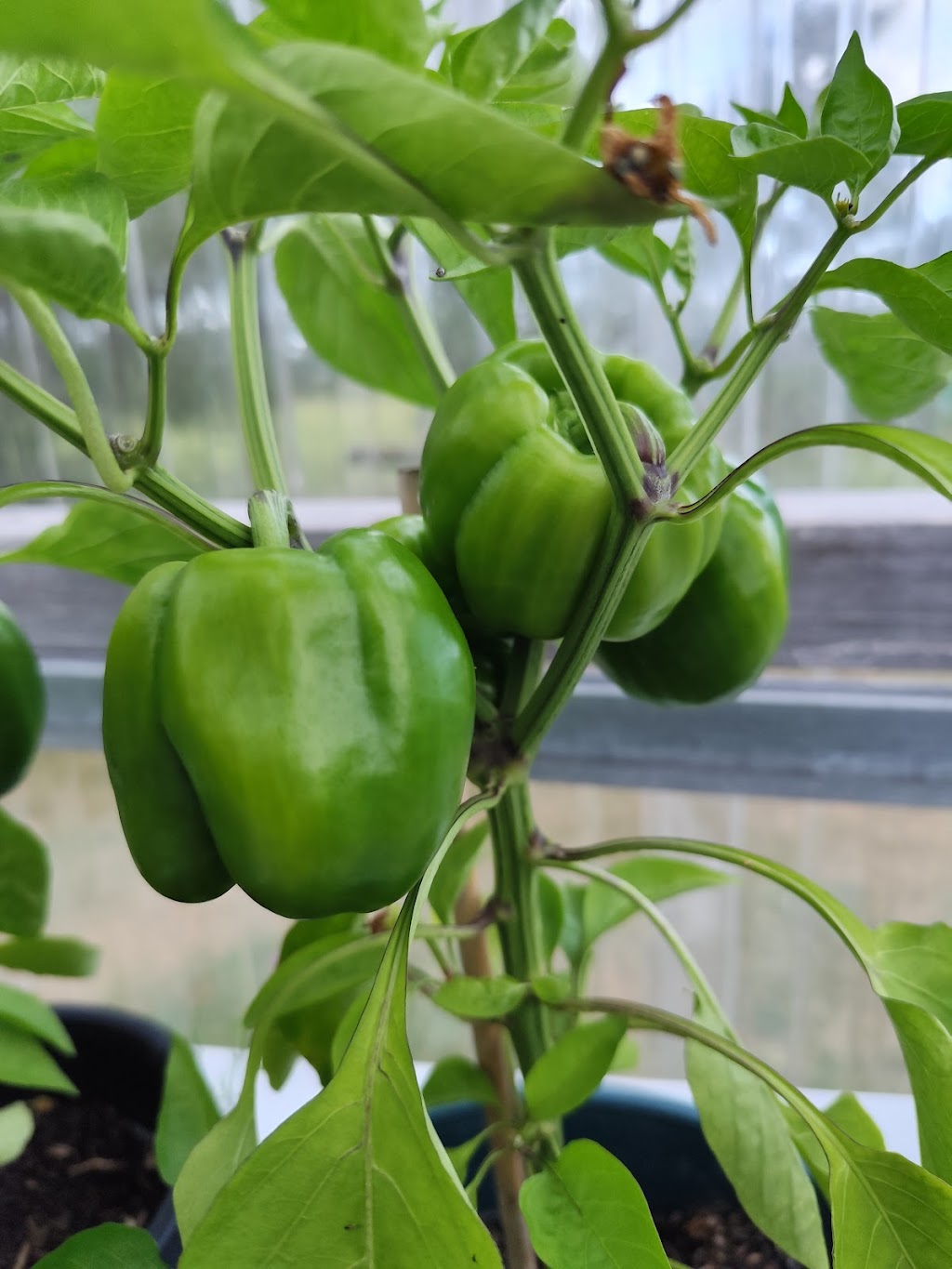 Apollo Bay Community Garden | Apollo Bay VIC 3233, Australia | Phone: 0402 474 375