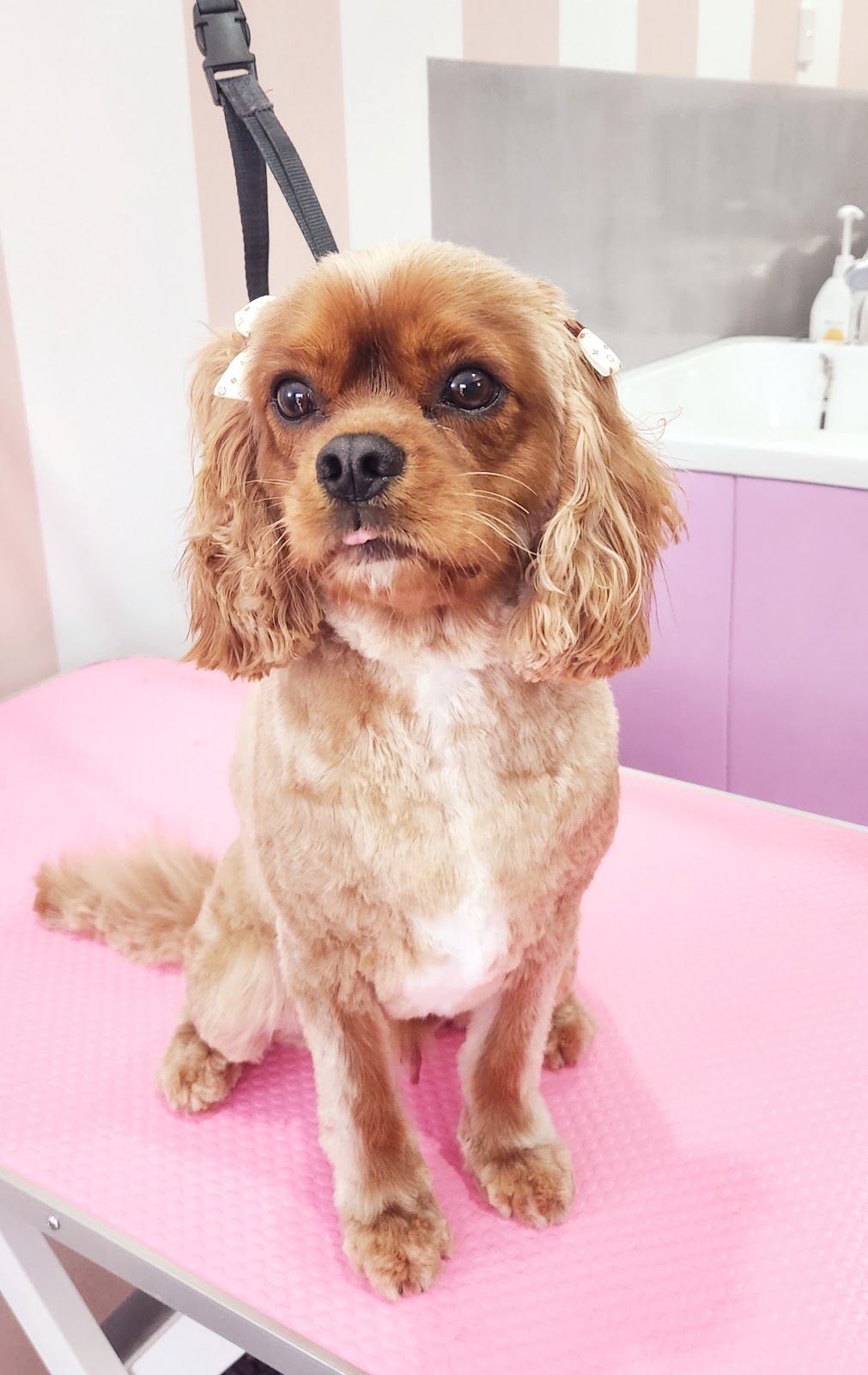 Puppy Love Pet Beauty Spa |  | 30 Niven St, Stafford Heights QLD 4053, Australia | 0475392281 OR +61 475 392 281