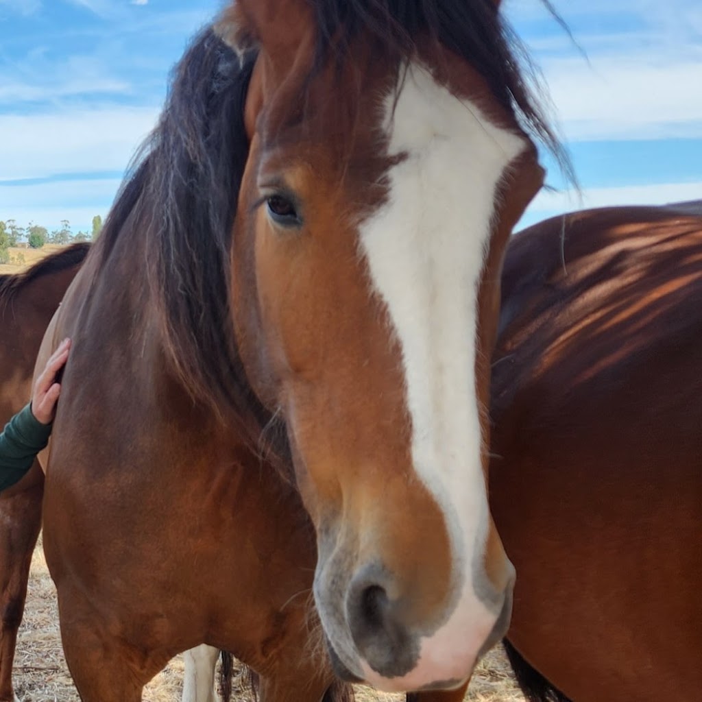 Heart of the Horse- Working with Horses helping people to heal | 275 Zig Zag Rd, Drummond North VIC 3446, Australia | Phone: 0415 288 438
