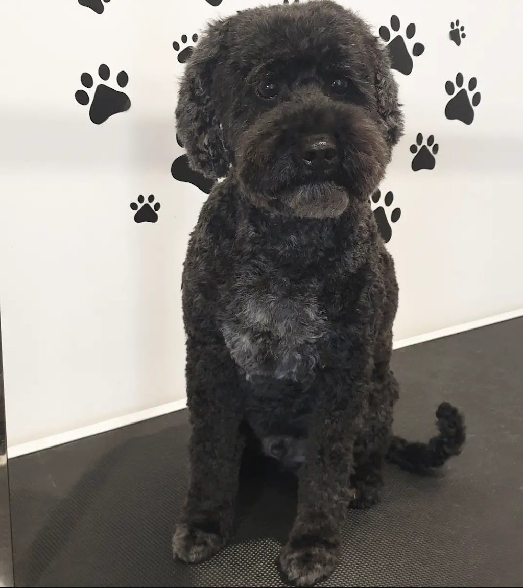 Tidy Tails | 21 Tinsmith Dr, Kyneton VIC 3444, Australia | Phone: 0408 878 339