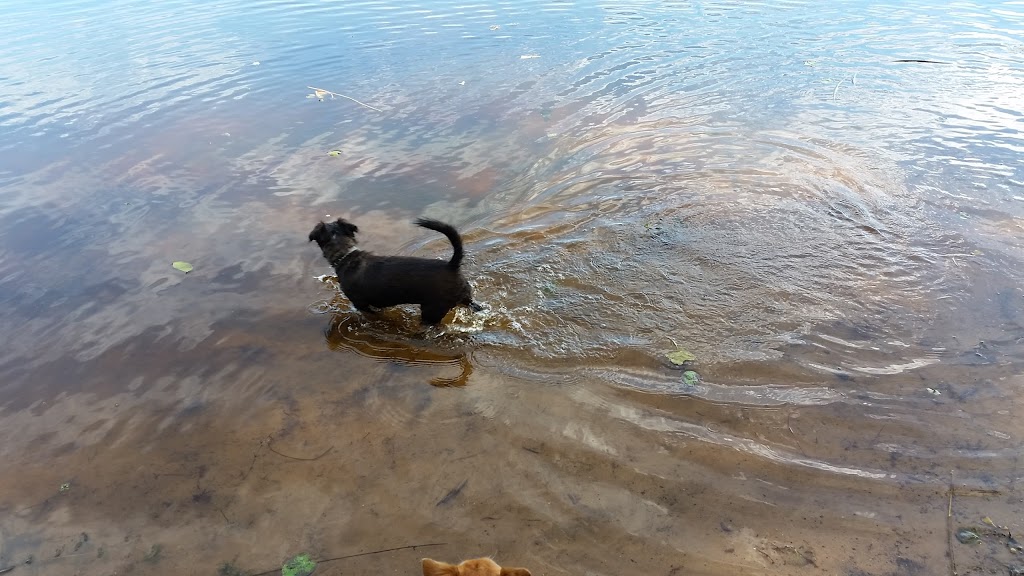 Mary River Cod Park | Collwood Rd, Lake MacDonald QLD 4563, Australia