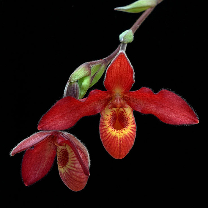 Healing Orchids Australia | 151 Boundary Rd, Bardon QLD 4065, Australia | Phone: (07) 3368 1300