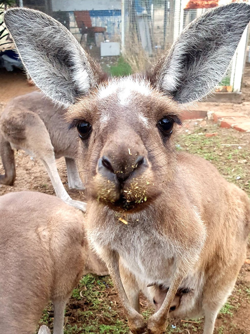 Bridgetown Wildlife Rescue Inc | 900 Greenbushes-Grimwade Rd, Balingup WA 6253, Australia | Phone: (08) 9774 0442