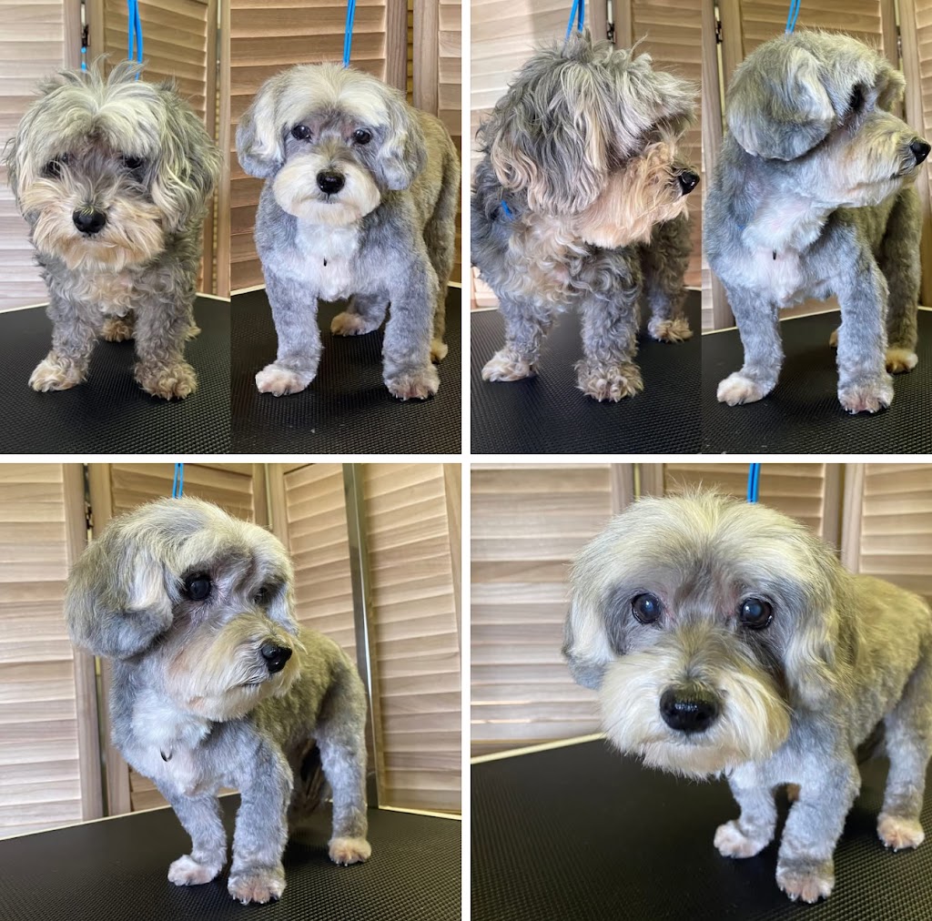 Fetch & Co Dog Grooming Salon | 10 Sara St, Toronto NSW 2283, Australia | Phone: 0419 598 509