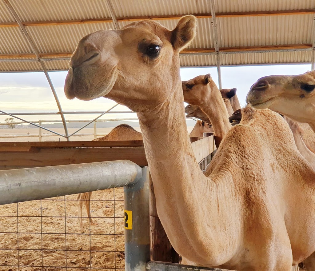 Robe Camel Farm - Humpalicious Camel Milk | 46 Roys La, Mount Benson SA 5275, Australia | Phone: 0423 893 541