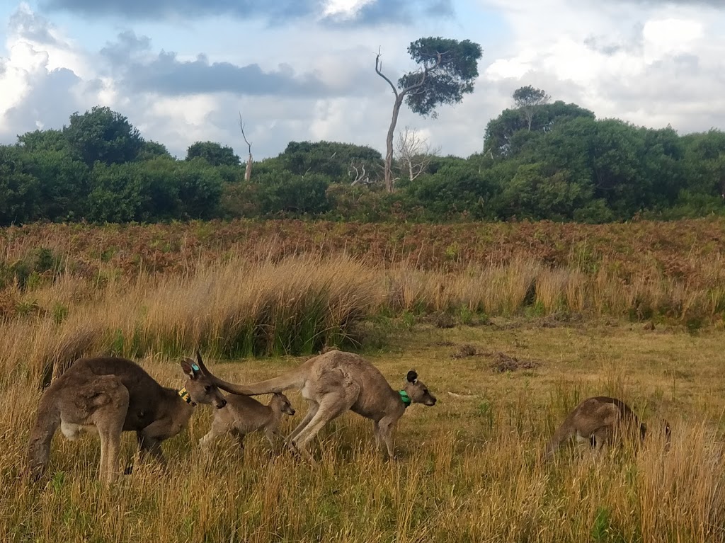 Prom Wildlife Walk | Wilsons Promontory Rd, Wilsons Promontory VIC 3960, Australia | Phone: 13 19 63