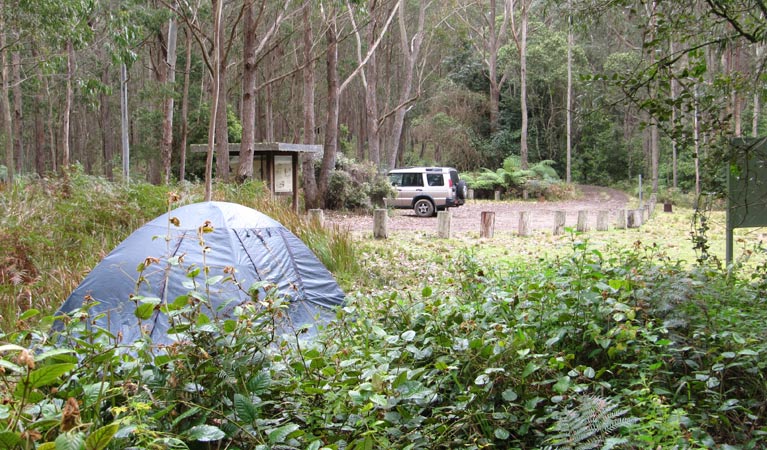 Youngville campground | Mount Royal Road, Mount Royal NSW 2330, Australia | Phone: (02) 6574 5555