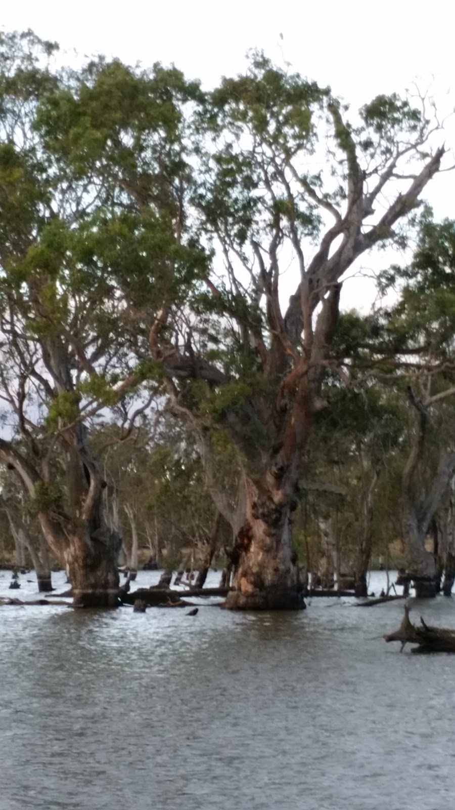 Mullinger Swamp W.R. | park | Benayeo VIC 3319, Australia | 131963 OR +61 131963