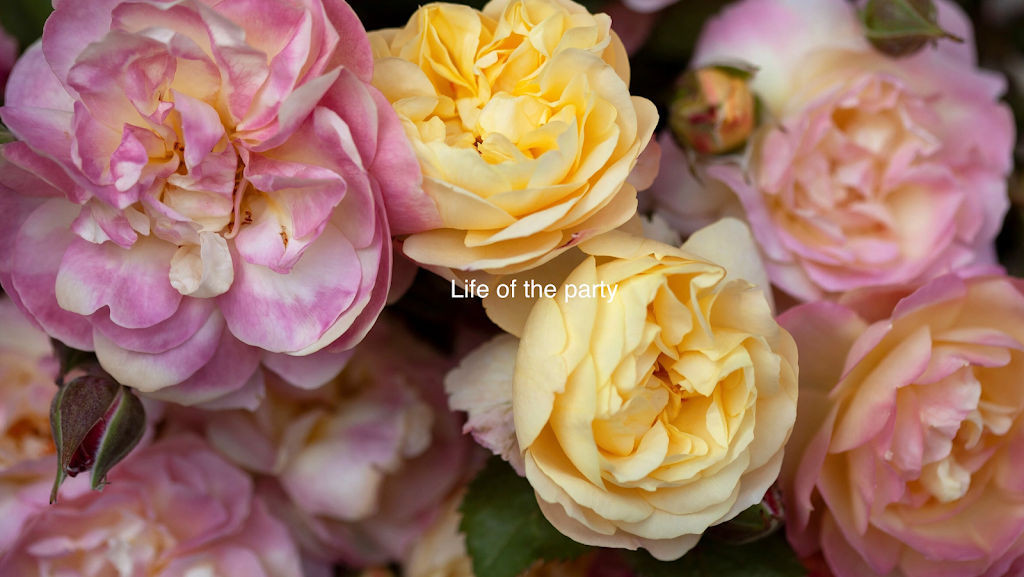 KINGSTON PARK ESTATE Roses |  | 1484 Wisemans Ferry Rd, Maroota NSW 2756, Australia | 0434728522 OR +61 434 728 522