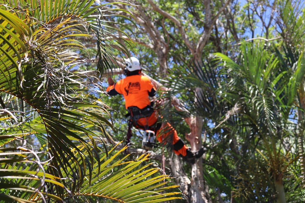 Limb-it-Less Tree Services |  | Korora Basin Rd, Korora NSW 2450, Australia | 0447590884 OR +61 447 590 884