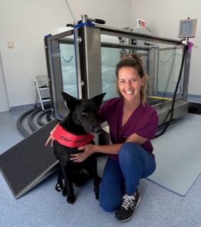 Four Paws Rehab Centre | 335 Princes Hwy, Bomaderry NSW 2541, Australia | Phone: 0499 496 494