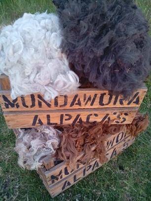 Mundawora Alpacas | 29 Yundi Rd, Yundi SA 5172, Australia | Phone: 0412 254 764