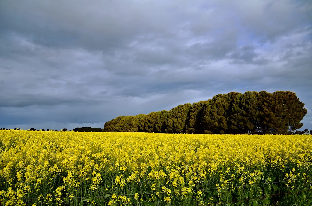 Geoff Watts Rural Real Estate Specialist | 204 Stirling Rd, Keith SA 5267, Australia | Phone: 0427 717 515