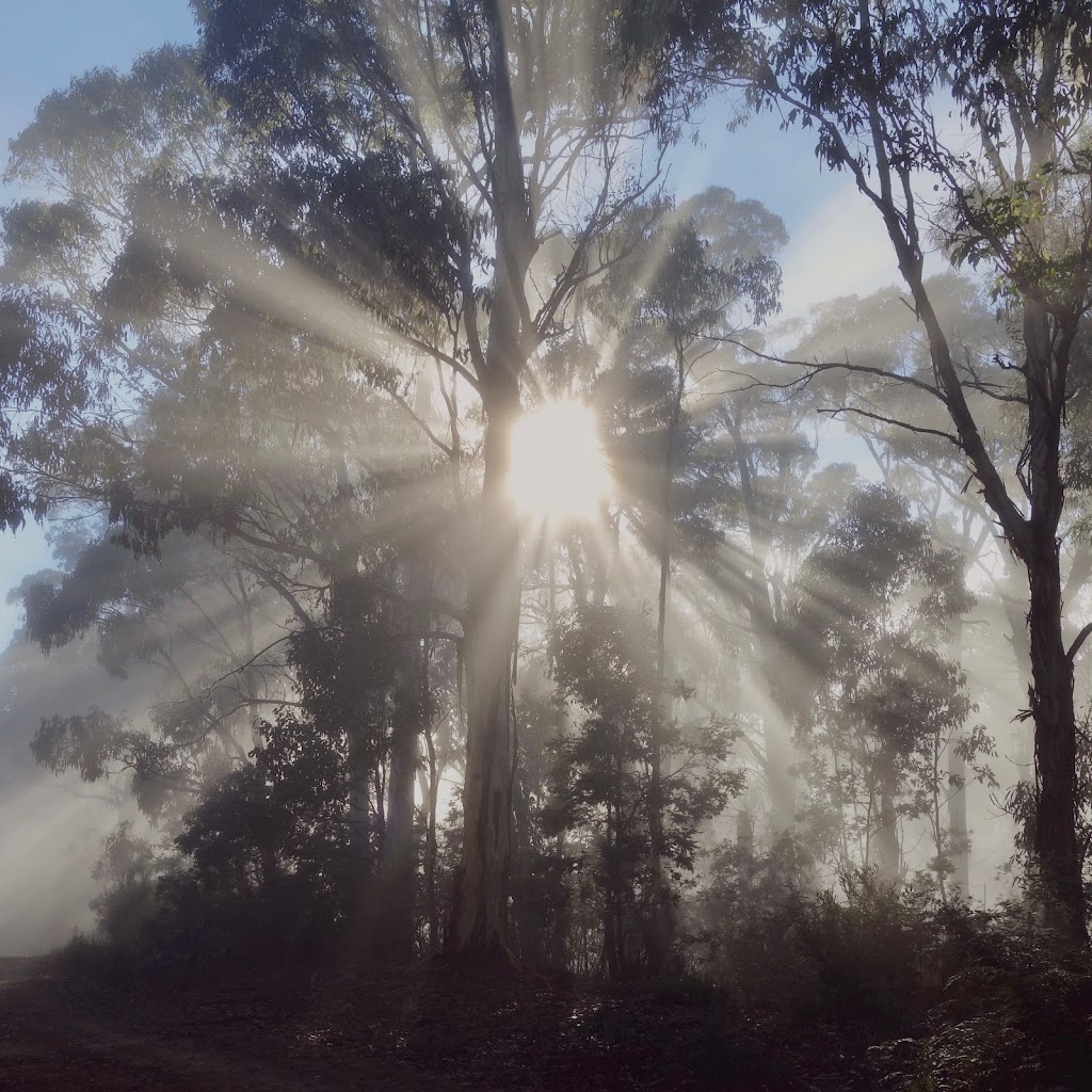 Snowy Mountains Eucalyptus Oil |  | Thornybush Rd, Moonbah NSW 2627, Australia | 0421369375 OR +61 421 369 375