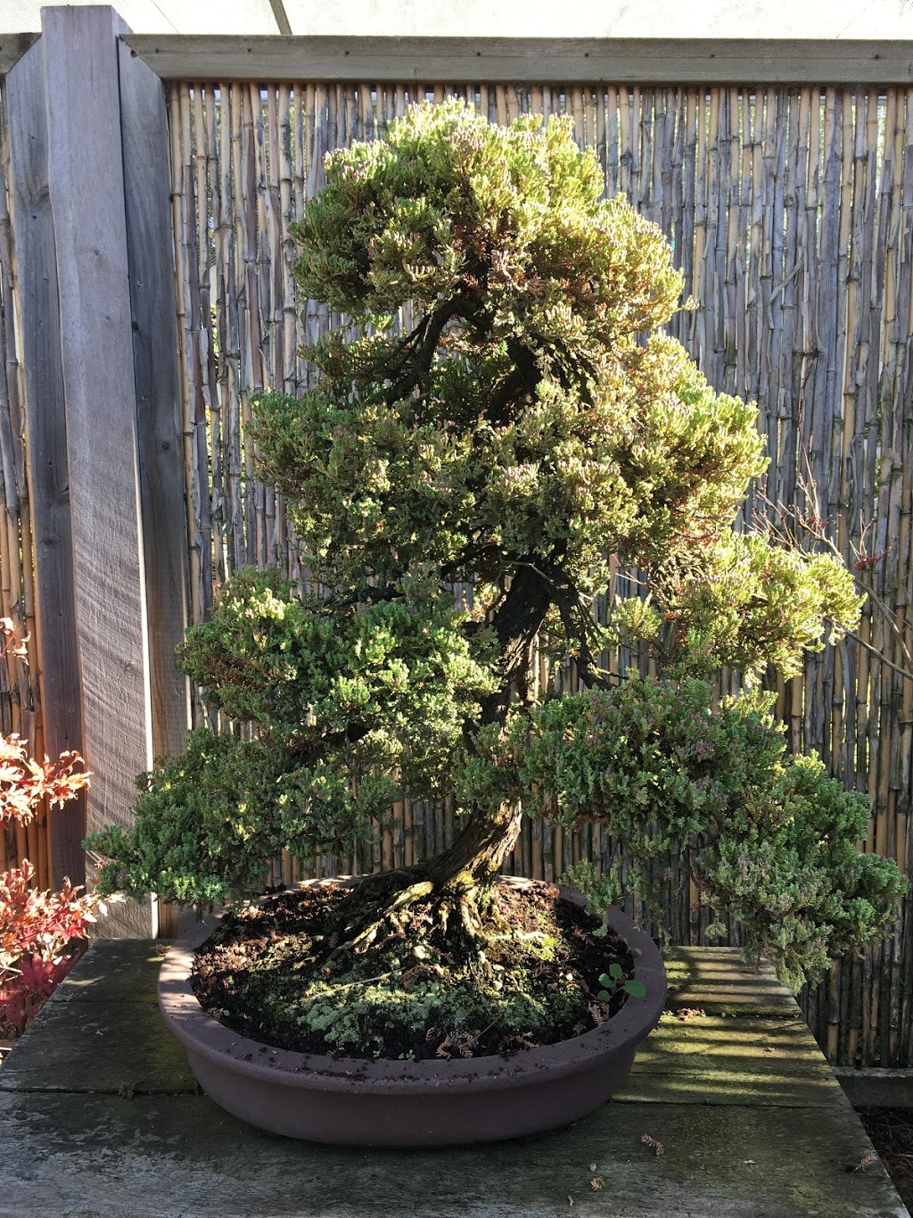 Bonsai Art Nursery | 236 Old Dandenong Rd, Heatherton VIC 3202, Australia | Phone: 0402 096 725