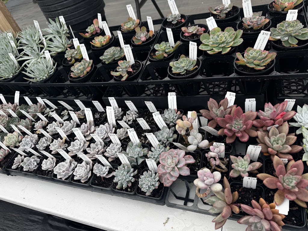 RNT SUCCULENTS | 8 Coulson Rd, Monbulk VIC 3029, Australia | Phone: 0405 508 998