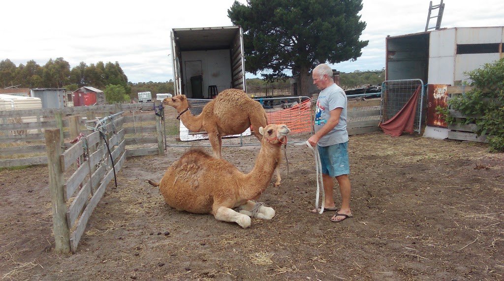 Surf Coast Camel Hire | 85 Russell St, Modewarre VIC 3240, Australia | Phone: 0439 269 879