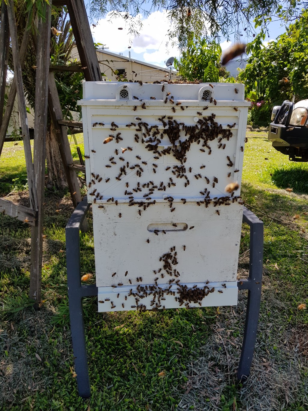 Scotts Free Range Bees | 25 Mill Reserve, Tully QLD 4854, Australia | Phone: 0429 619 474