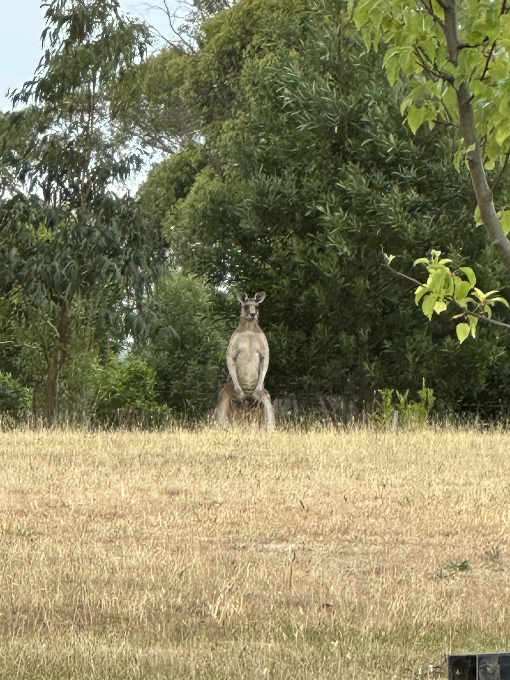 Dutchy of Cornwall | 20 Old Cartons Ln, Gordon VIC 3345, Australia | Phone: 0419 287 497