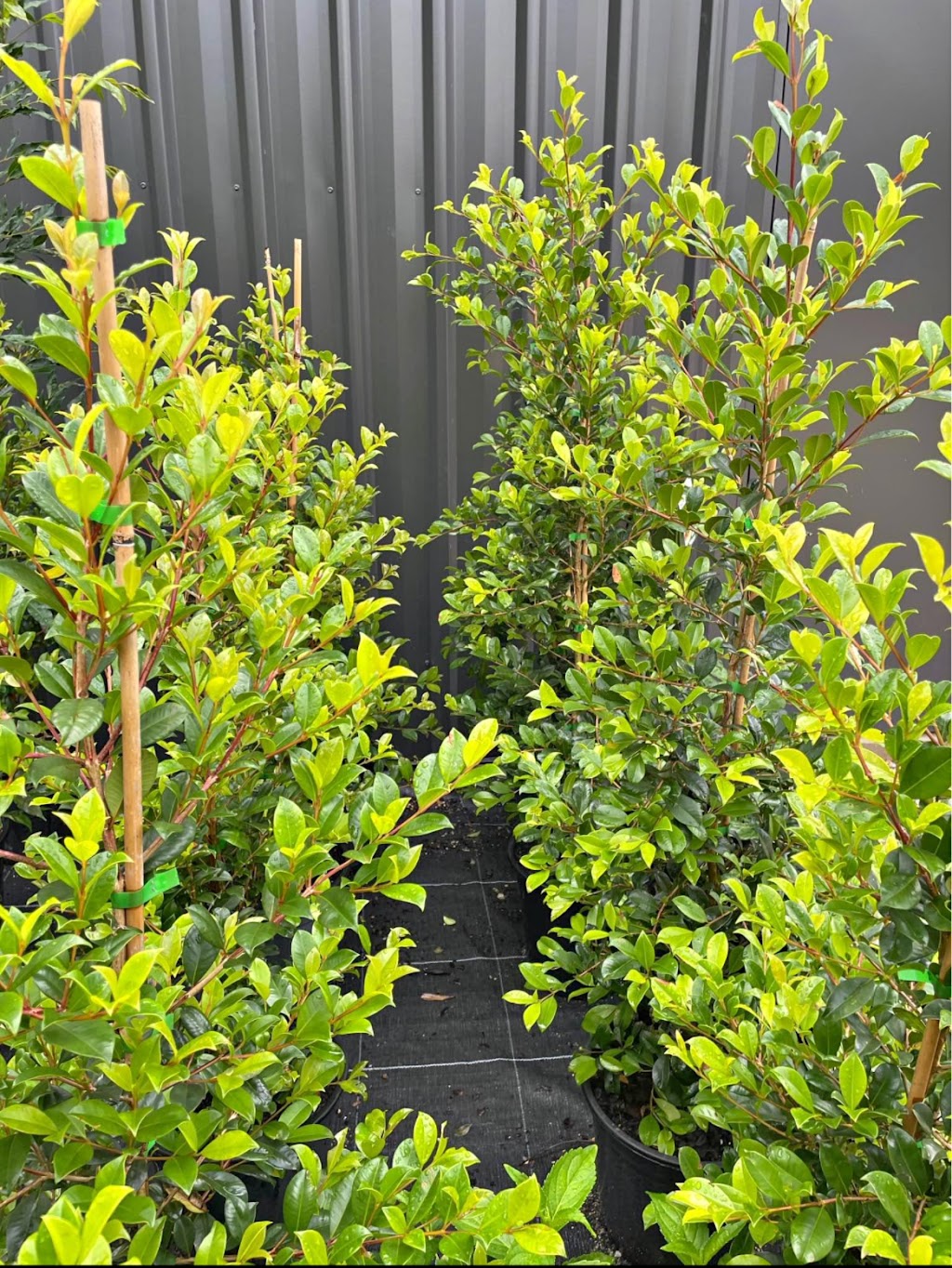 Tulloch Horticulture | 20 Hyrama Cres, Brunswick Heads NSW 2483, Australia | Phone: 0450 225 790