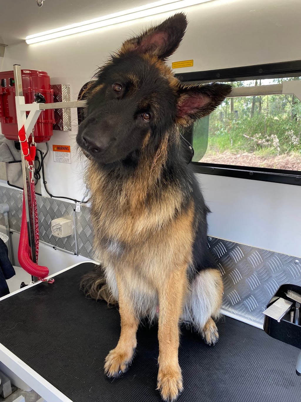 The Happy Groomer | 1 Cedar Vale Rd, Cedar Vale QLD 4285, Australia | Phone: 0412 770 213