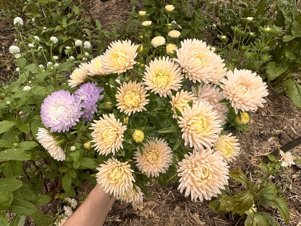 Flower Eros | Pinchin Rd, The Channon NSW 2480, Australia | Phone: 0457 729 862