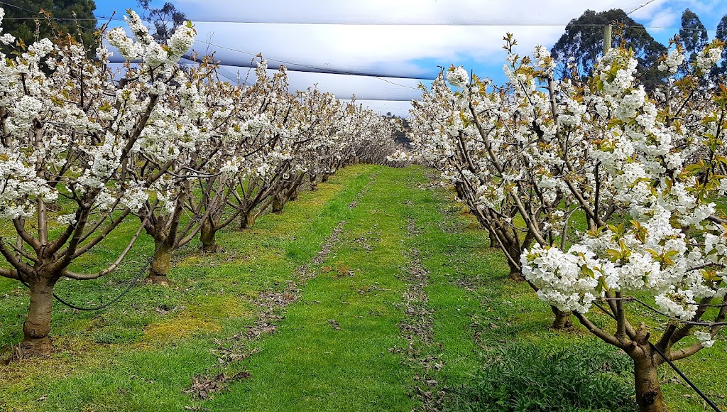 Rose Cottage Cherry | 210 Braeside Rd, Franklin TAS 7113, Australia | Phone: 0433 433 043