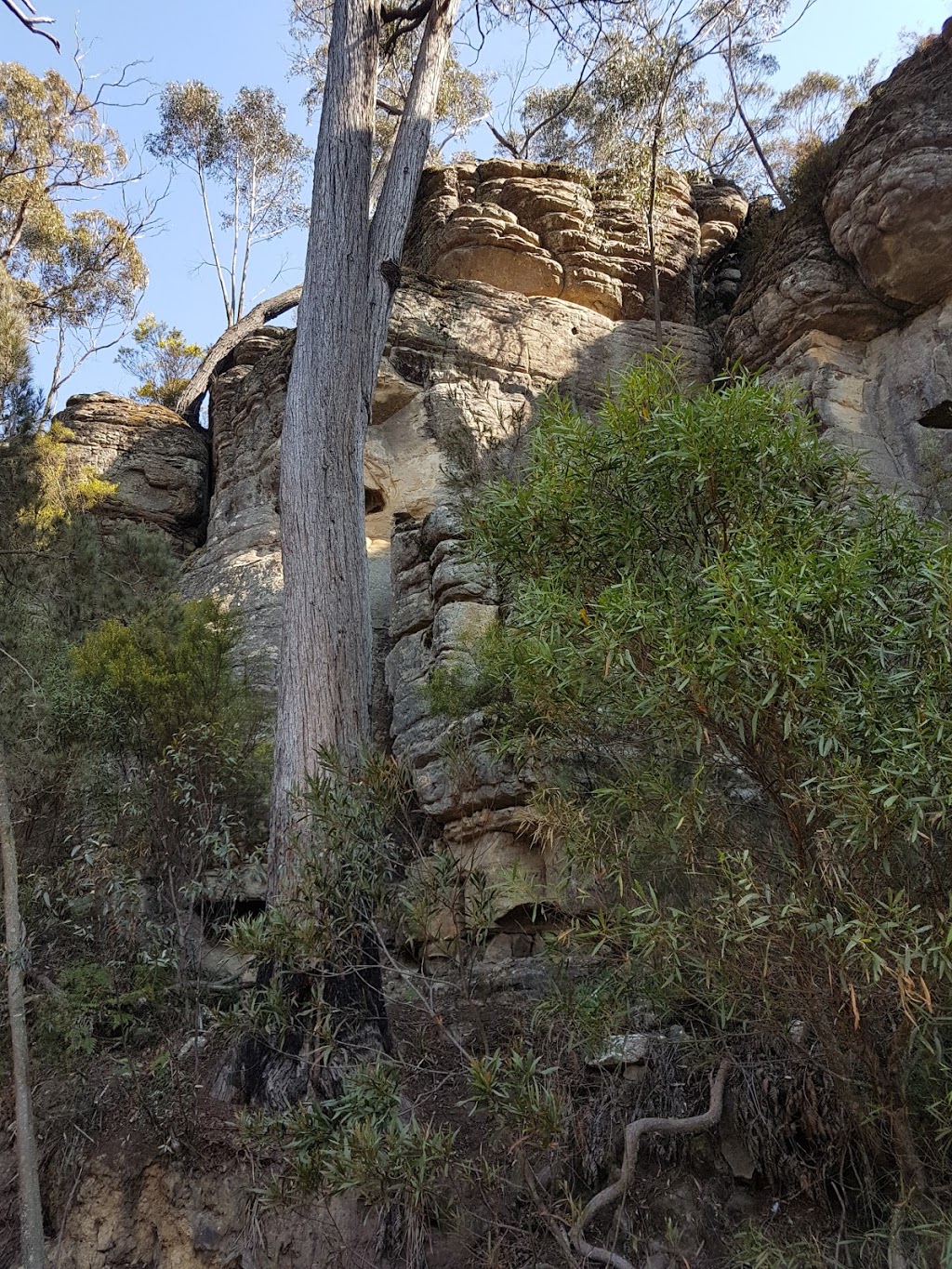 Yerriyong State Forest | park | Jerrawangala NSW 2540, Australia