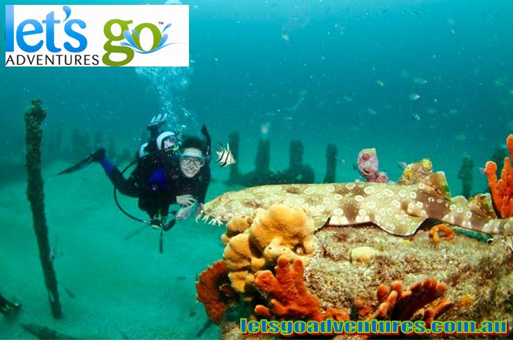 Lets Go Adventures - Dive Nelson Bay | 8 Teramby Rd, Nelson Bay NSW 2315, Australia | Phone: (02) 4981 4331