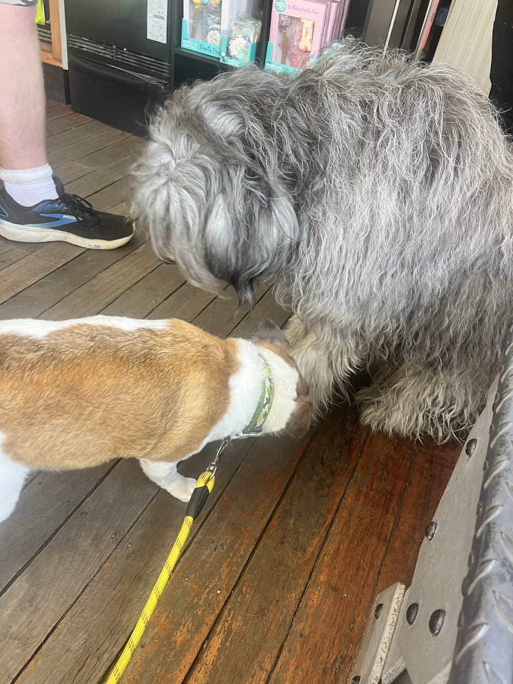 Lisa’s Pet Sitting Services | Towrang Vale Rd, Dairymans Plains NSW 2630, Australia | Phone: 0452 420 178