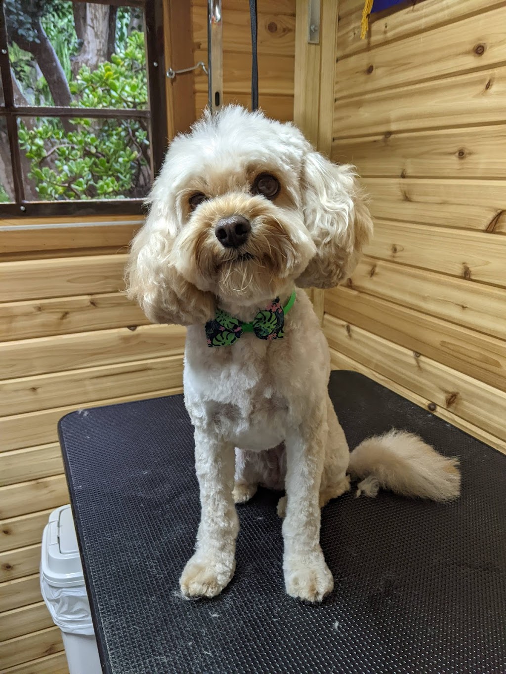 Little Happy Paws Dog Grooming | 14 Katia St, North Parramatta NSW 2151, Australia | Phone: 0493 200 871