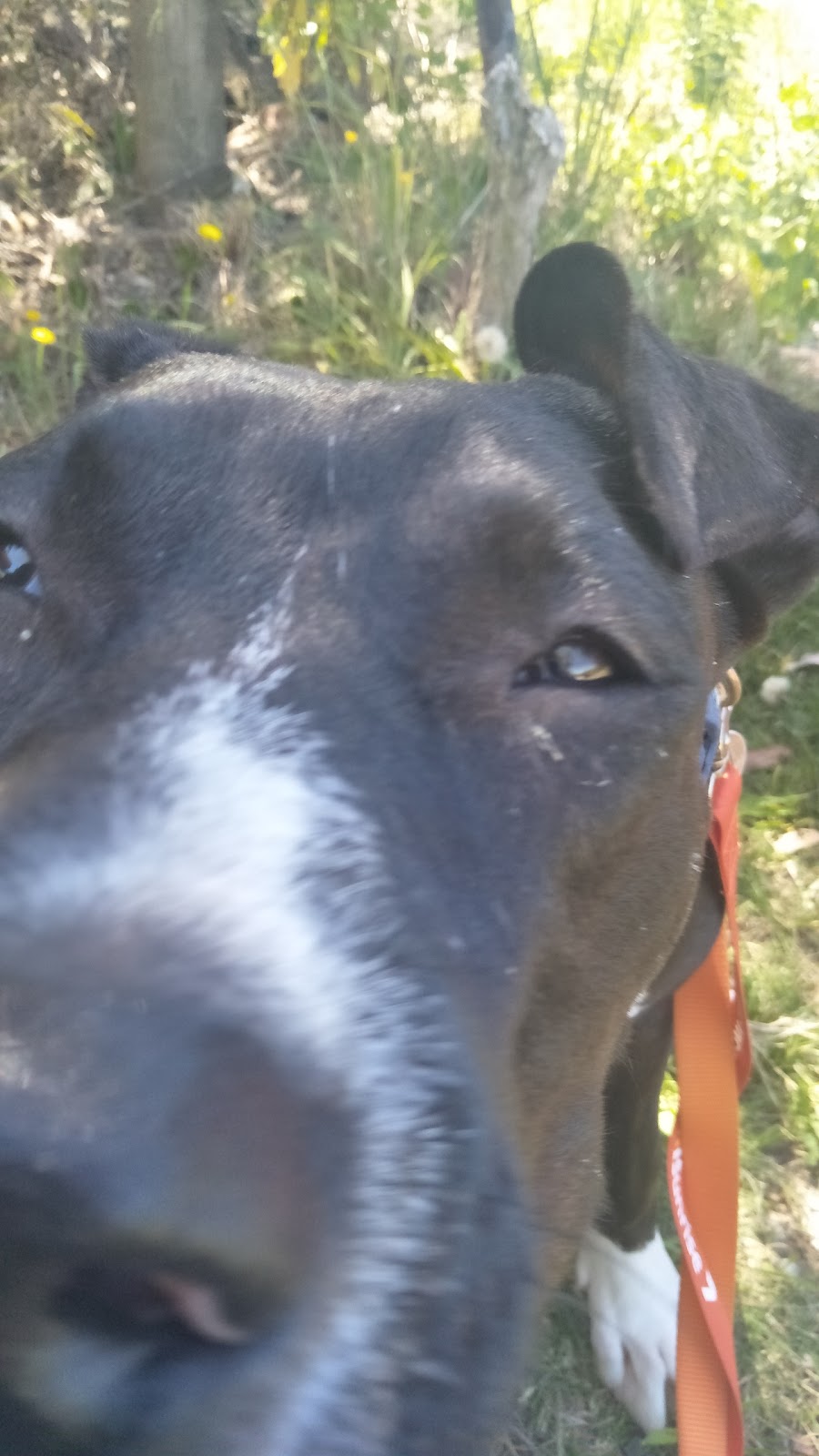 Monikas Doggie Rescue | 2 McCowan Road, Ingleside NSW 2101, Australia | Phone: (02) 9486 3133