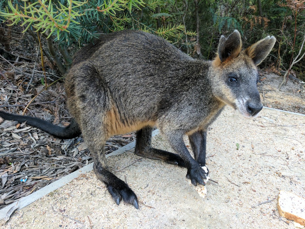 Kalymna Falls Campground | campground | Mount William Picnic Ground Rd, Pomonal VIC 3381, Australia | 0435673986 OR +61 435 673 986