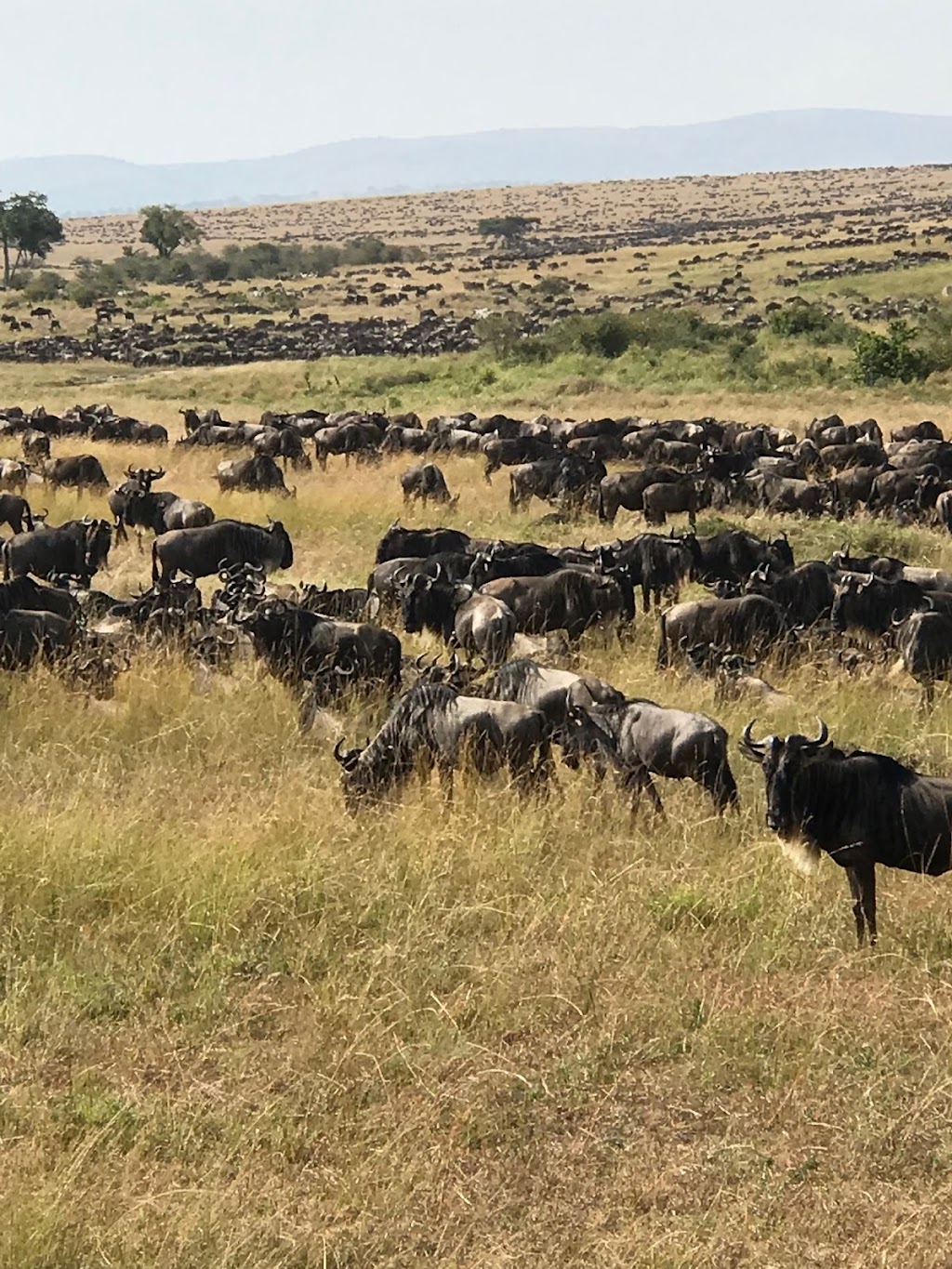African Family Safaris | 42 Rigney Dr, Brierfield NSW 2454, Australia | Phone: (02) 6655 1838