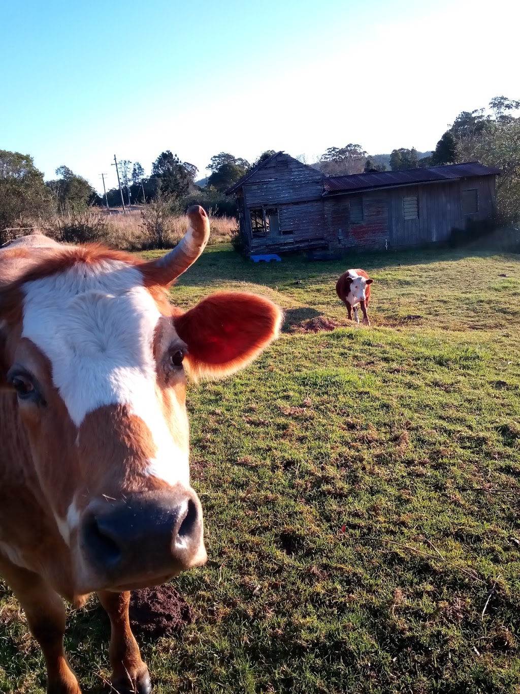 The Tranquil Garden Nursery |  | 80 Glenwarrin Rd, Elands NSW 2429, Australia | 0402363403 OR +61 402 363 403