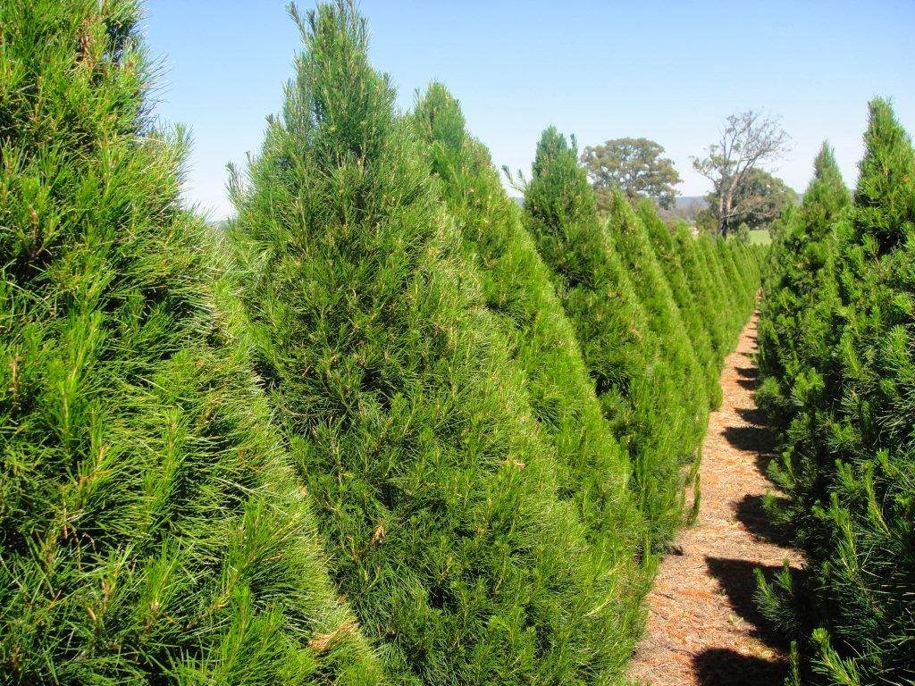 Dural Christmas Tree Farm |  | 879 Old Northern Rd, Dural NSW 2158, Australia | 0296511010 OR +61 2 9651 1010