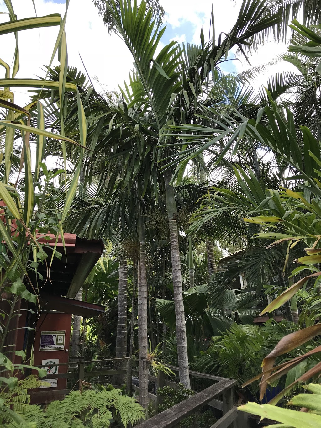Palms for Brisbane | park | 451 Lytton Rd, Morningside QLD 4170, Australia | 0738998925 OR +61 7 3899 8925
