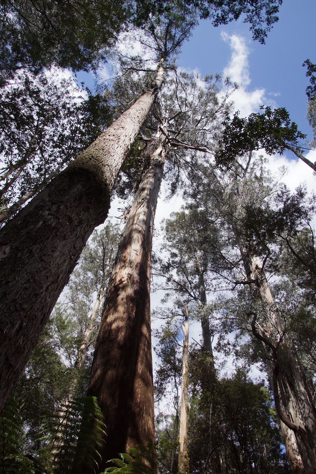 Tall Trees parking area | Tall Trees Walk, Mount Field TAS 7140, Australia