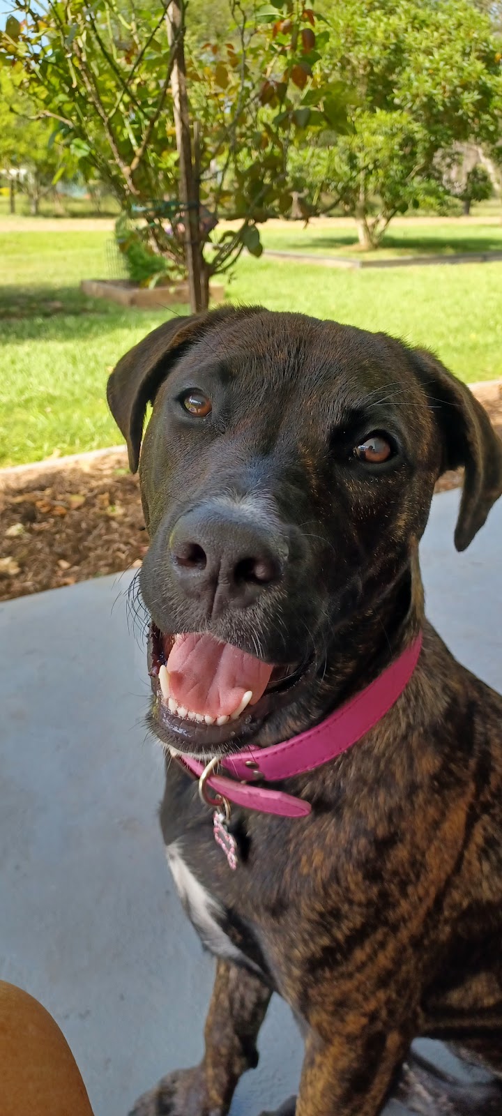 Maitland Animal Management Facility | 11 Metford Rd, East Maitland NSW 2323, Australia | Phone: 0438 742 541