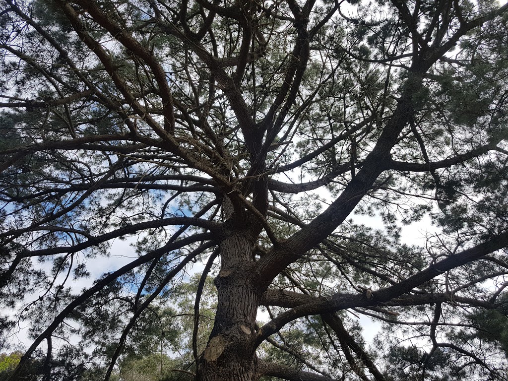 Beautiful Big Old Pine Tree | park | Templestowe VIC 3106, Australia