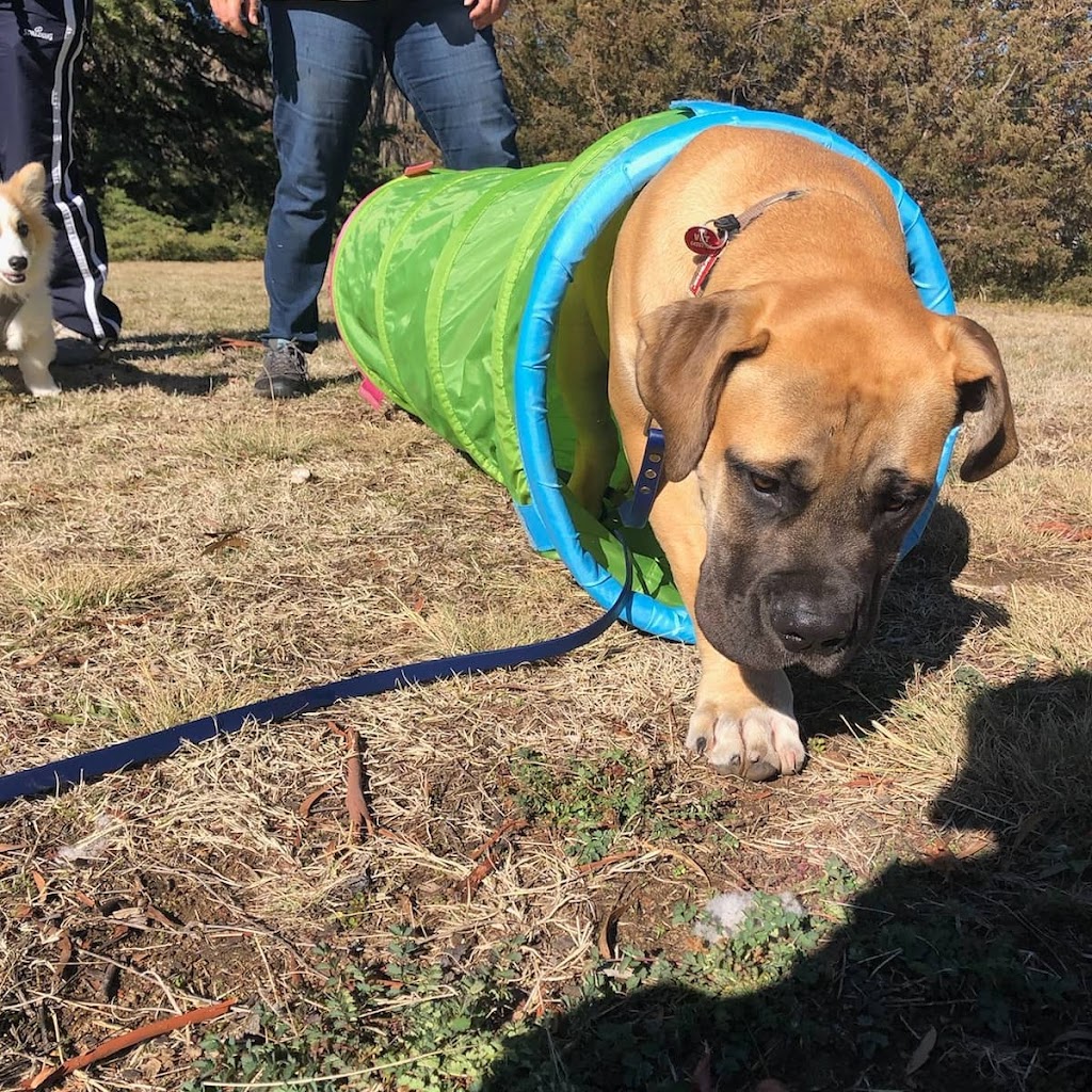 Puppy Paws Training School | Orana Ave, Cooma NSW 2630, Australia | Phone: 0414 087 998