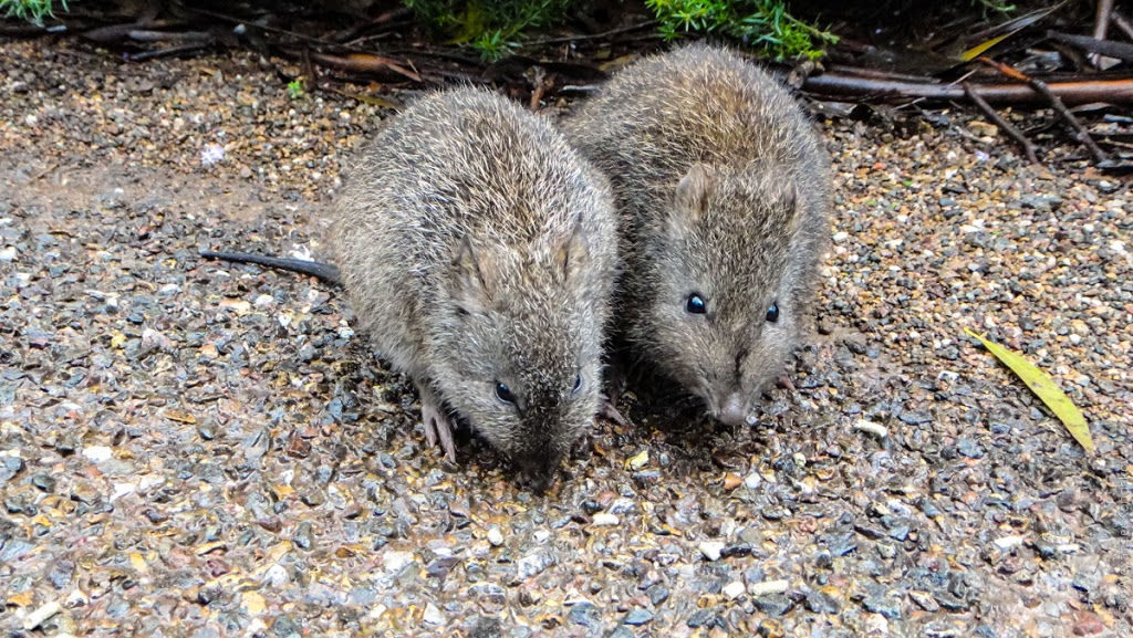 Cleland Wildlife Park | zoo | 365 Mount Lofty Summit Rd, Crafers SA 5152, Australia | 0883392444 OR +61 8 8339 2444