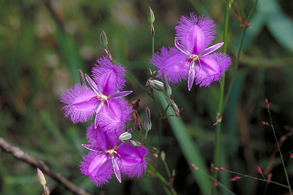 The Citizen Science Crew | Graydens Rd, Moorooduc VIC 3933, Australia | Phone: 0432 307 634