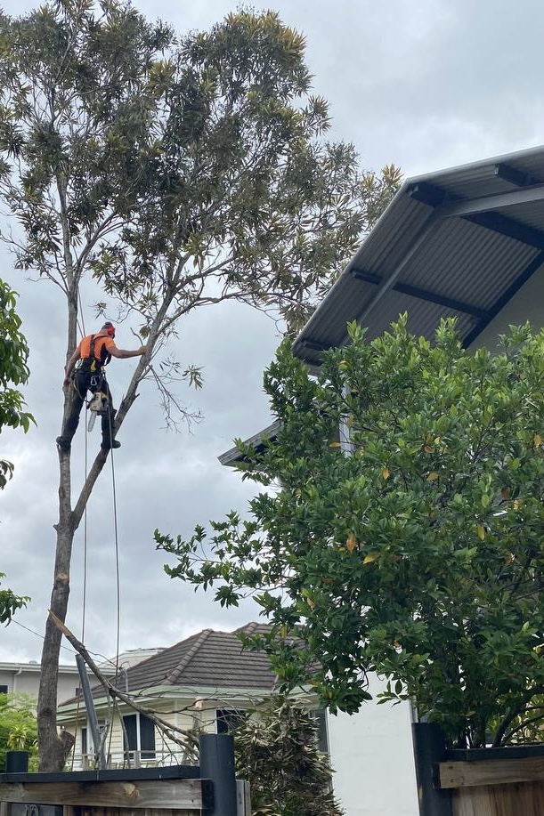 True Vine Tree Works | Lot 1/297 Arthur Summervilles Rd, Karalee QLD 4074, Australia | Phone: 0458 535 287