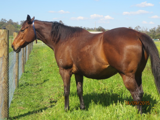 Abbey Thoroughbreds | 30 Denman Rd, Muswellbrook NSW 2333, Australia | Phone: 0418 429 630