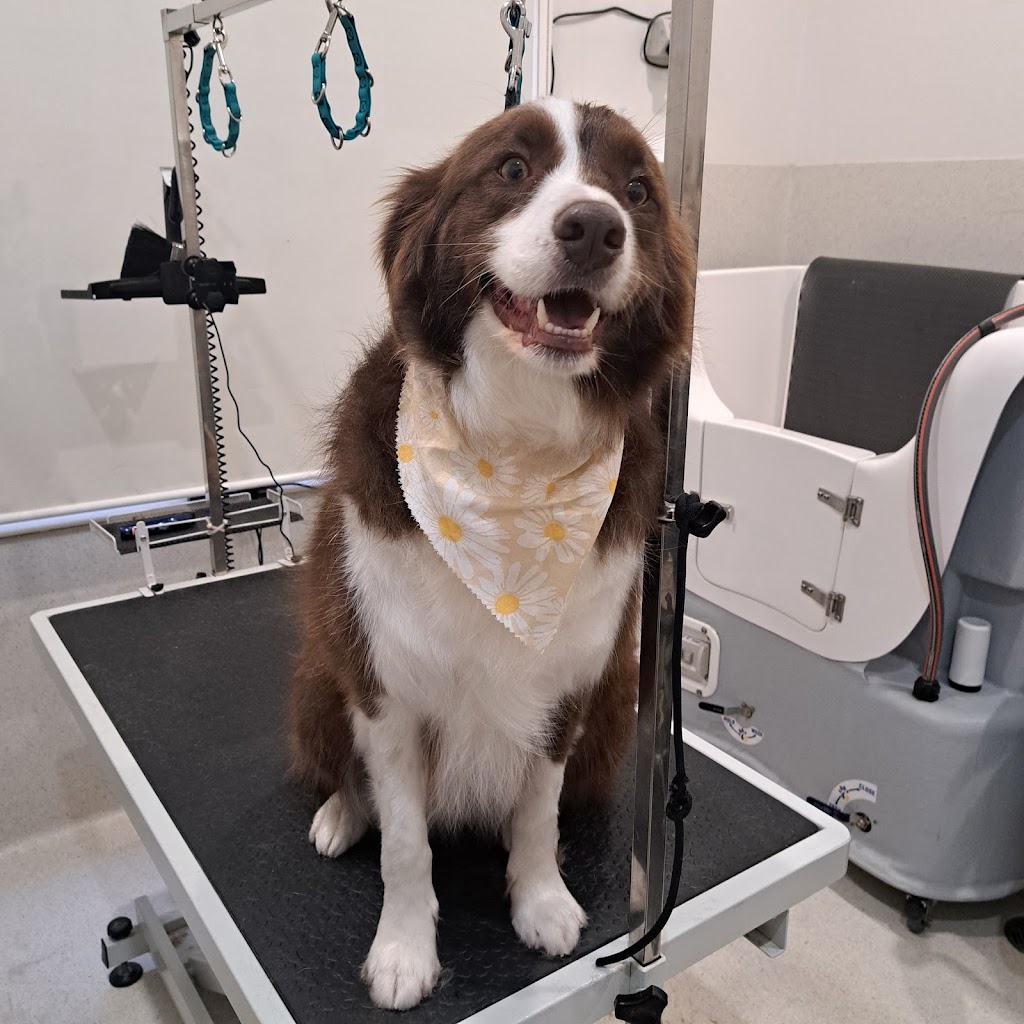 Pawlenes Pooches | 14 Little Chipping Dr, Chirnside Park VIC 3116, Australia | Phone: 0493 729 636