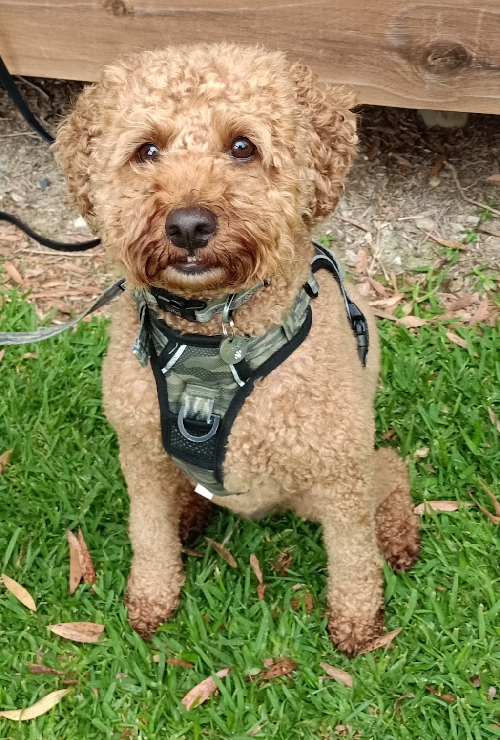 Clever Pup Dog Training, Daycare & Train plus Training Supplies | 2B Morgans Rd, Sandy Beach NSW 2456, Australia | Phone: 0412 050 279