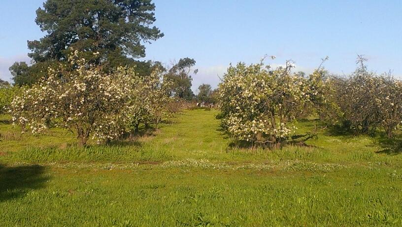 Lomas Orchards | 570 Wallington Road, Wallington VIC 3222, Australia | Phone: 0438 503 993