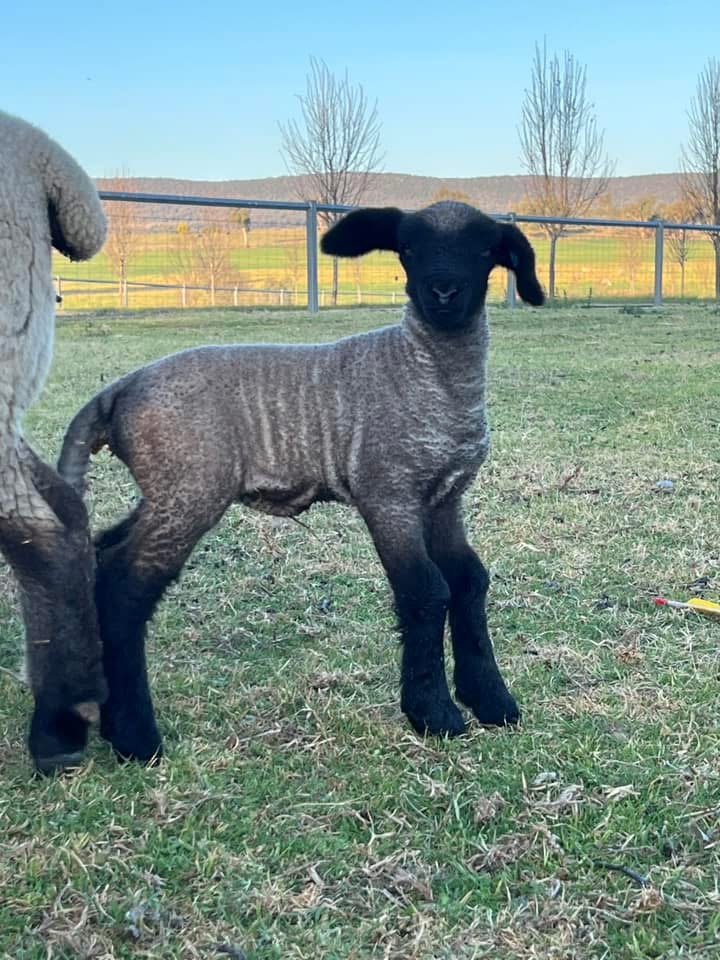 Mimjack Hampshire Down Stud | Greenvale/911 Loombah Rd, Yeoval NSW 2868, Australia | Phone: 0427 464 333