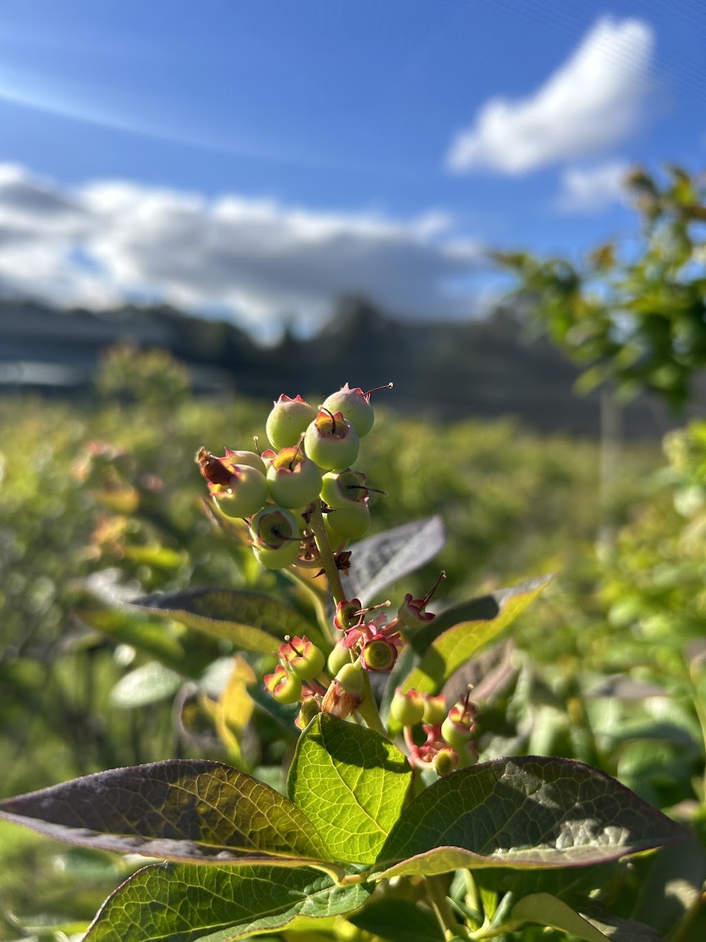 Cedarwood Blueberries | 371 Nierinna Rd, Margate TAS 7054, Australia | Phone: 0488 013 293